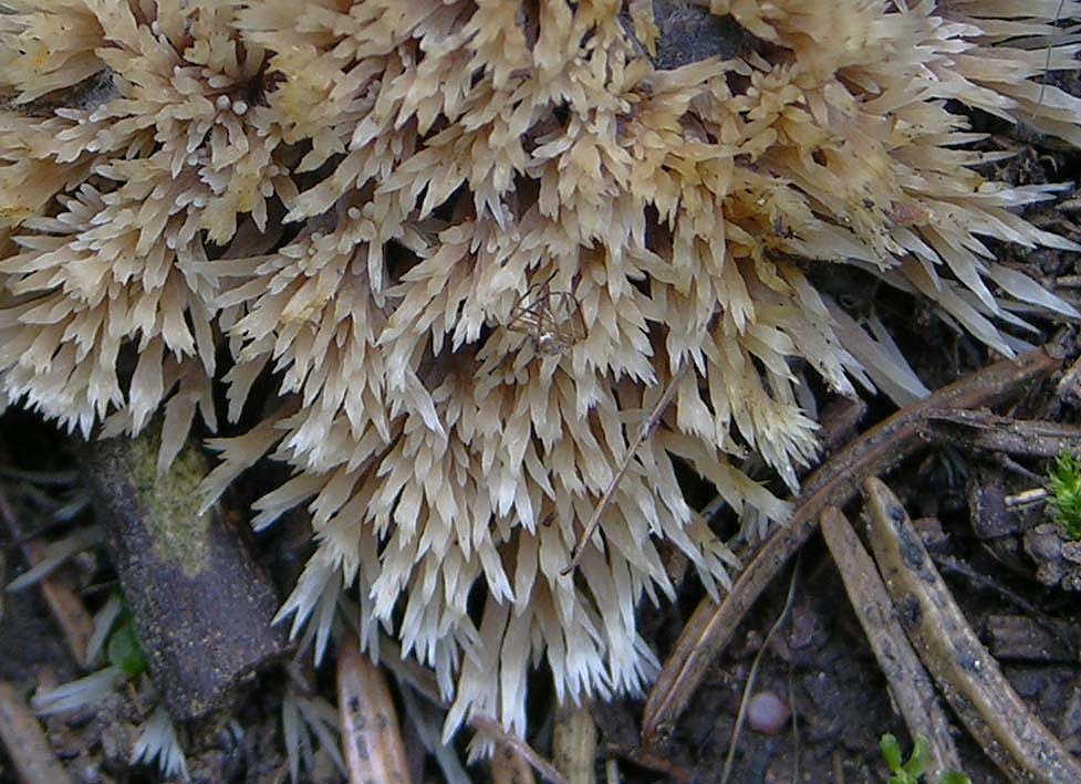 Help me, please (cfr. Pterula multifida = P. subulata)